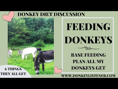Feeding Donkeys {6 Things ALL my Donkeys get Fed} Base Feeding Plan for Donkeys