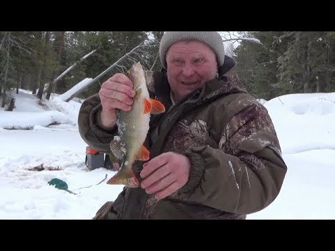Зимняя рыбалка 2019. Окунёвое побоище в дамский праздник.