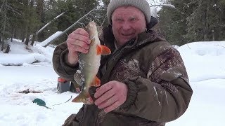 Зимняя рыбалка 2019. Окунёвое побоище в дамский праздник.