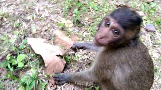 Wow Monkeys Meeting Girl Monkey Very Happy At Angkor Thom
