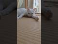 今のシロ。 #保護猫 #猫 #猫のいる暮らし