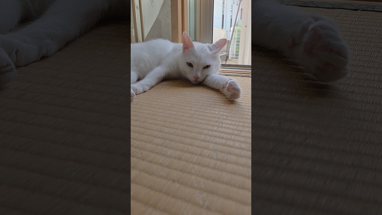今のシロ。 #保護猫 #猫 #猫のいる暮らし