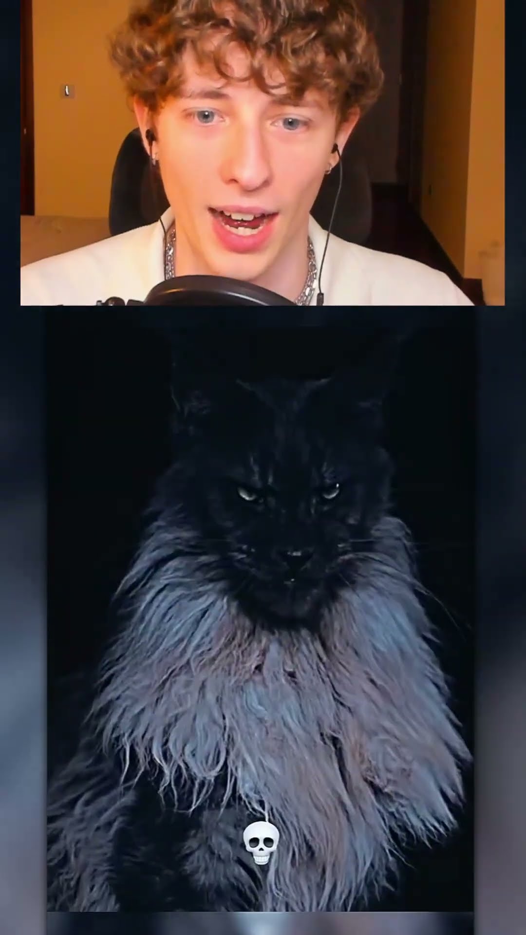 Los gatos no pueden DAR MIEDO ?