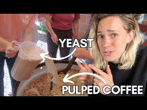 Coffee Processing: Yeast