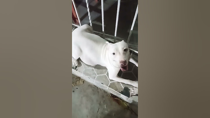 Gumer y BENAN los exóticos #pitbull #youtube #shortvideo #animals #perros #puppy #shorts