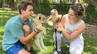 BABY LIONS MEET MY MONKEY ! I CANT BELIEVE THIS HAPPENED…