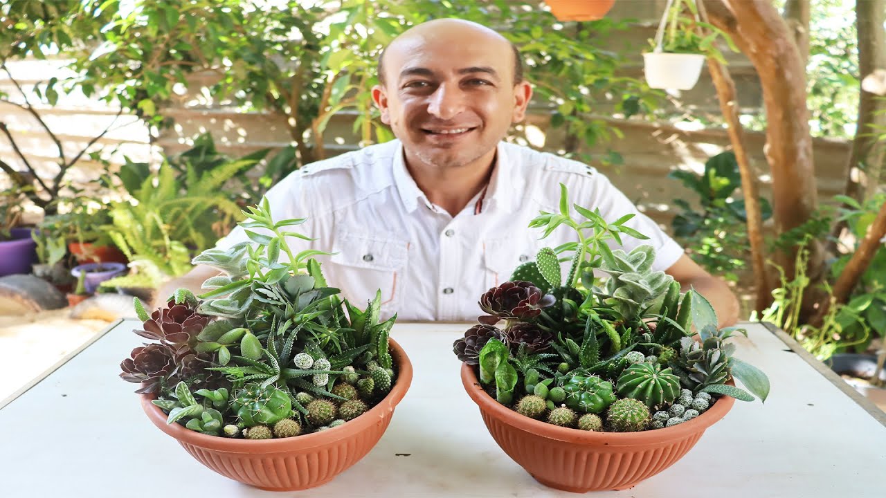 زرعت أكثر من 20 نوع صبار في أصيص واحد و النتيجة خرافية