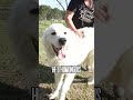 PLAYFUL GERMAN SHEPHERD PUPPY!!🐶🥹🥹🥹
