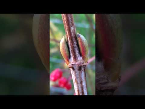 Vídeo: O que é Possumhaw Viburnum - Como cultivar arbustos de Possumhaw