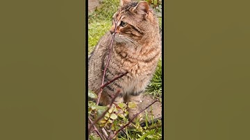 Conceptuele knelpunten: AI-beslissingen decoderen