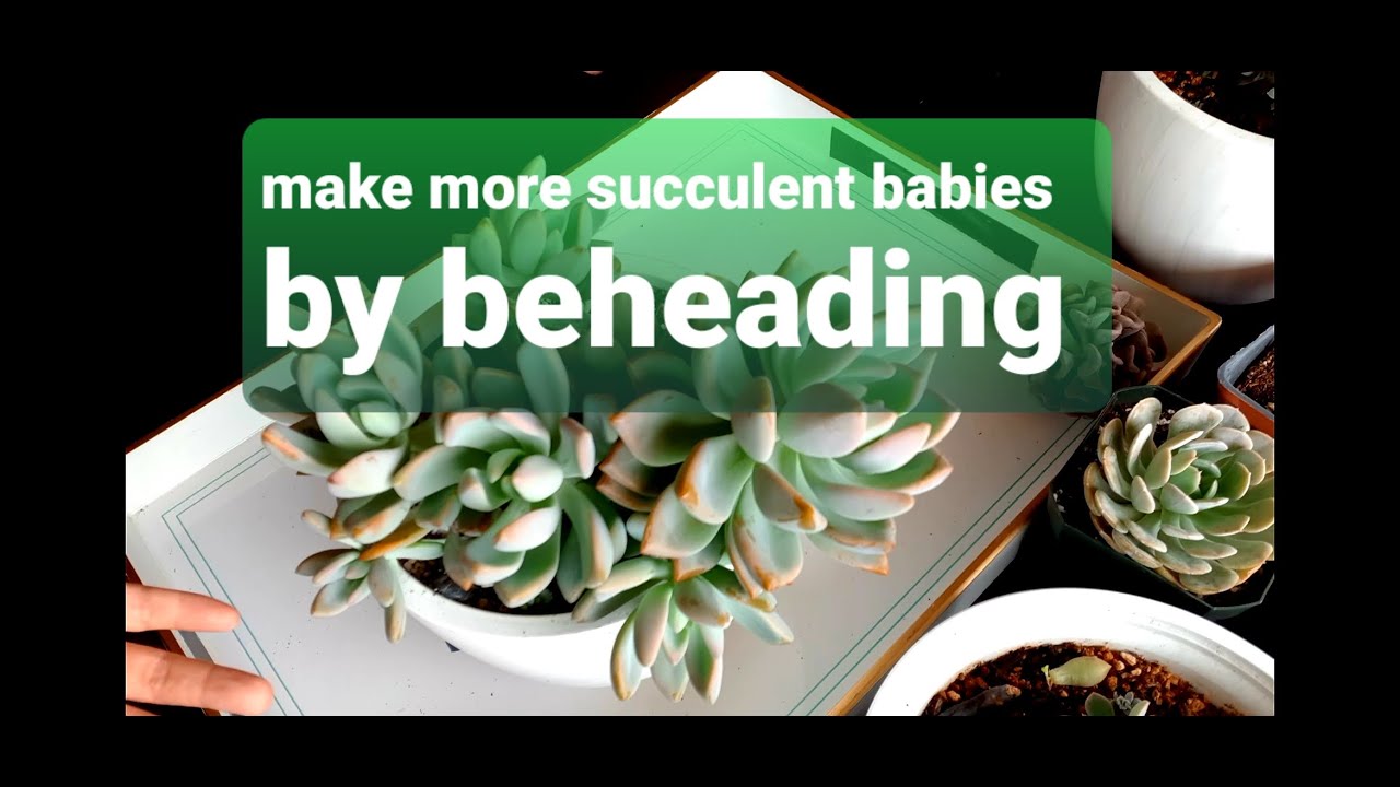 #14 How to propagate succulents cuttings and BEHEADING - YouTube