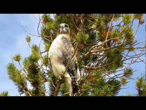 Swainson's Hawk (Buteo swainsoni) at Yosemite National park near