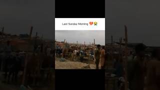 💔😭#shouqeeno #cow #love #cowlover752 #eiduladha2026 #sukoon #karachimandi