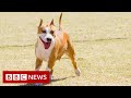 Illegal designer dog breeding  bbc news