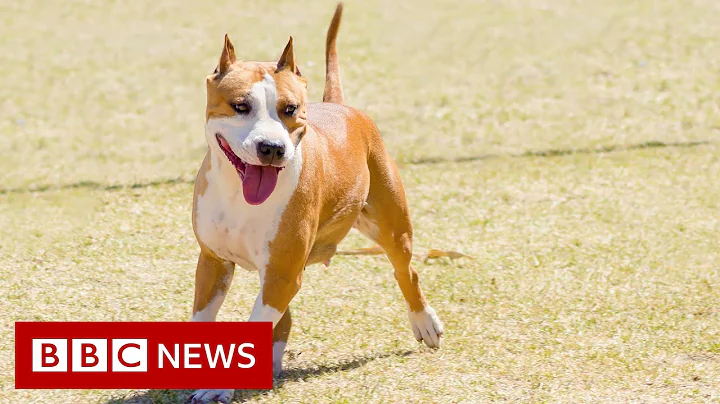 Illegal designer dog breeding - BBC News - DayDayNews