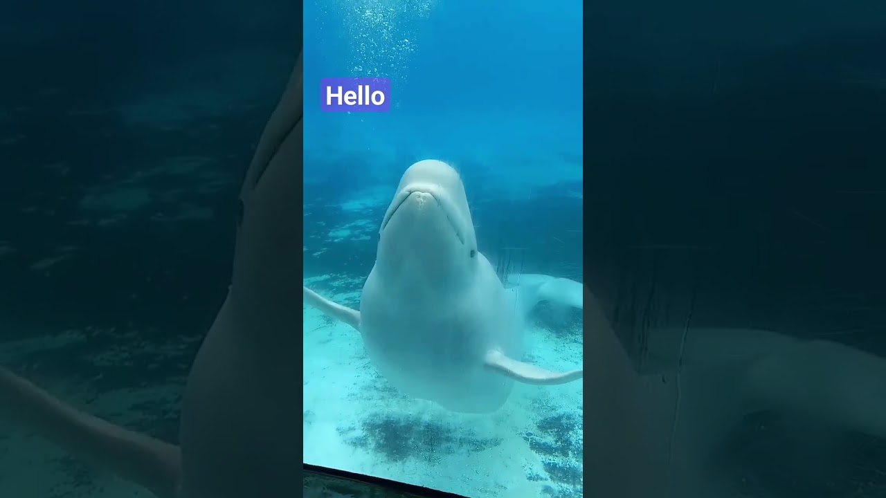 Beluga says hello to us 👋 