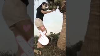 Cewek Panjat Pohon Kelapa tiktok shorts coconutchutney