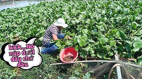 Cách Đi Câu Cá Sông Bị MÓM Mà Vẫn Kiếm Được Cái Ăn Mang Về #huycapuchino