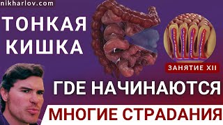 видео: Тонкий кишечник. Слизистая оболочка тонкой кишки. Ворсинки, микроворсинки, кишечные ферменты Лактаза картинка: Тонкий кишечник. Слизистая оболочка тонкой кишки. Ворсинки, микроворсинки, кишечные ферменты Лактаза