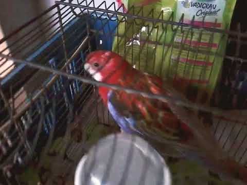 Video: Rosella-papegaai: Kenmerken Naar Keuze