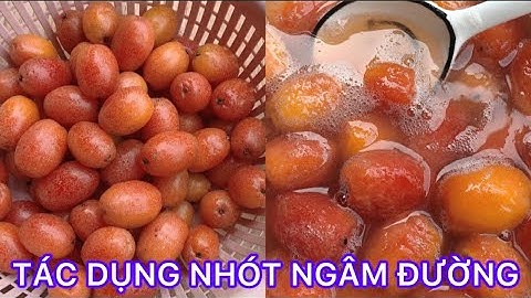 TÁC DỤNG CỦA QUẢ NHÓT NGÂM ĐƯỜNG