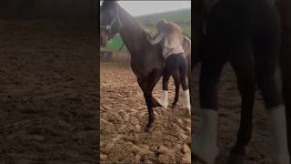 Cy The Evolution Of The Horses Hoof Rd