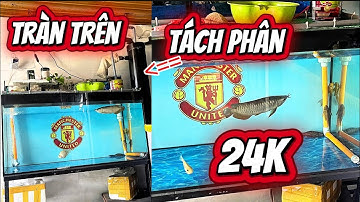 Lọc Tràn Trên Giấu Bơm + Ống Lắng Tách Phân Lọc Nước Siêu Trong - Hồ Cá Luôn Luôn Khỏe Mạnh.