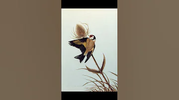 بدوات شابين جان مقنين Chant Chardonneret Chant Chardonneret Sauvage Goldfinch 