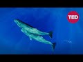 David Gruber: Can we learn to talk to sperm whales? | TED