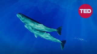 Can we learn to talk to sperm whales? | David Gruber