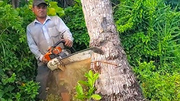 Incredible Cut Down The Coconut Tree With Amazing Skill Chainsaw Machinery STIHL SM 720