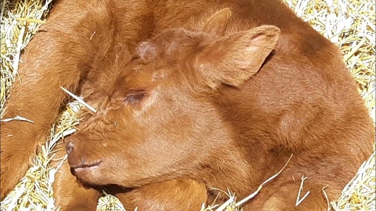 Sleepy Calf Drools calf baby cow YouTube