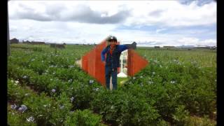 Andino Gentil Primicia 2016 ...................Thu Jesucitho