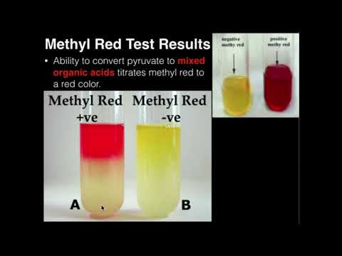 Microbiology: Methyl Red Test