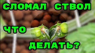 Убил растение? Сломал основной ствол конопли  Тренировка конопли  Основы ДВЦ