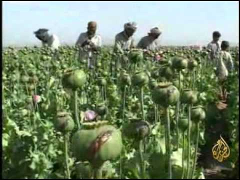فيديو: نباتات الخشخاش الشرقية - تعرف على كيفية رعاية الخشخاش الشرقي