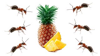 Ant eating pineapple - time lapse 4k ???