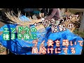 エンドウの種蒔きとライ麦を脱穀･播種して霜除けにする【自家採種】2019年11月8-20日