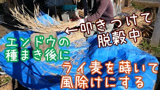 エンドウの種蒔きとライ麦を脱穀･播種して霜除けにする【自家採種】2019年11月8-20日