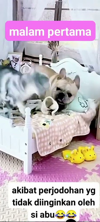 Hahahahaha😄😄,  video ini sangat menarik!!! https://sck.io/p/1jLVGva1
