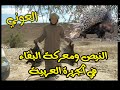 الحلقة 3 || حيوان النيص porcupine ومعركة البقاء في شبه الجزيرة العربية