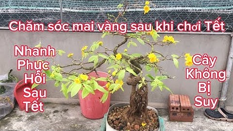 Hướng dẫn chăm sóc mai vàng sau tết năm 2024