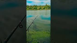 #клюет #карась#рыбалка #2025 #карасьнаудочку #fishing #fish #леснаясказка #подпишись #