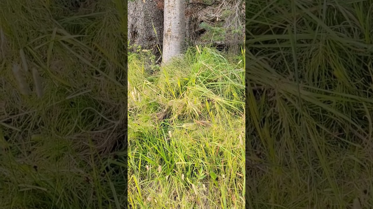 Ground Squirrel Digging a Burrow 