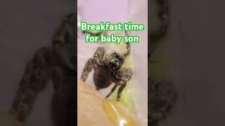 Baby Jumping Spider Eats Breakfast 🪰 #jumpingspider