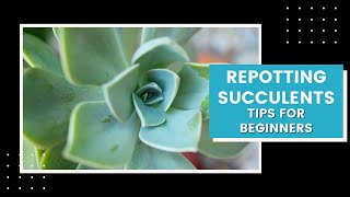 Succulent Tips for Beginners : How to Repot a Succulent