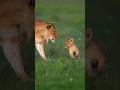 new video from natural habitate #share #learnwith To unbelievable_mystries