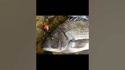 câu cá tại biển Lộc An Hồ Tràm thành quả bất ngờ