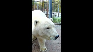 Белый Медведь