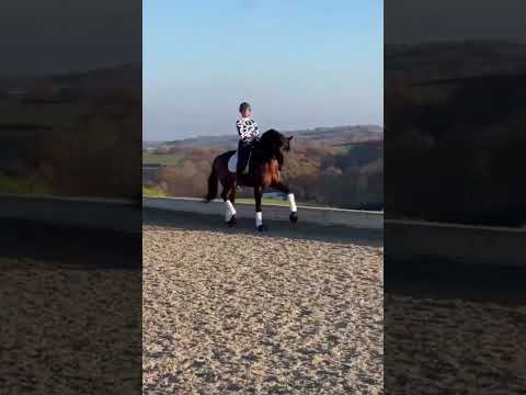 Blue Hors Viconte